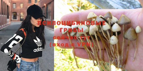 PSILOCYBIN Армянск